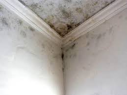 Best Mold Removal for HVAC Installations in USA