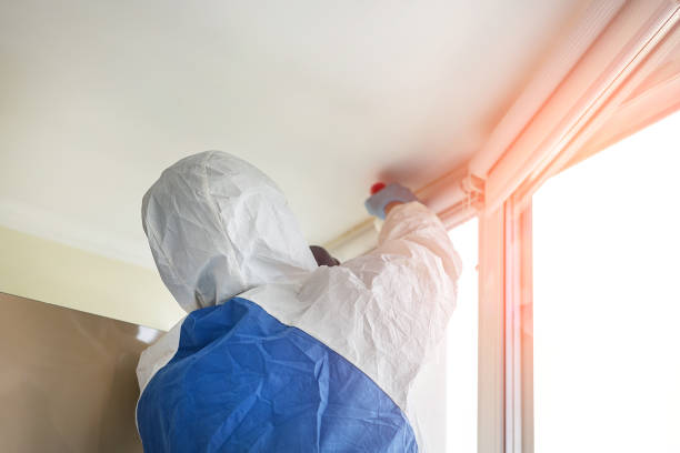 Best Attic Mold Removal in USA